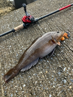 アイナメの釣果