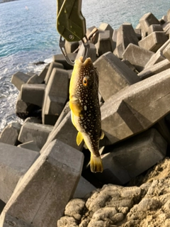 フグの釣果