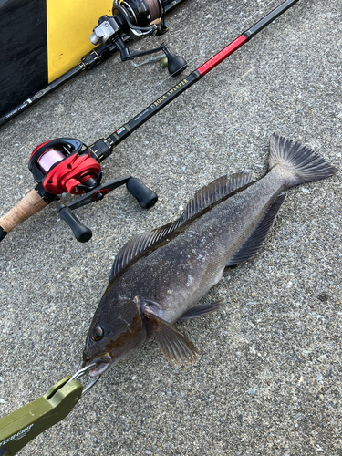 アイナメの釣果