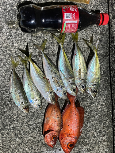 アジの釣果