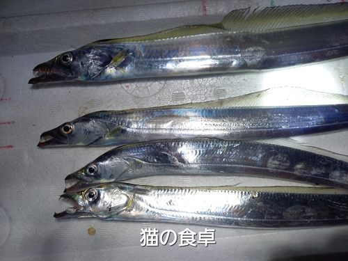 タチウオの釣果