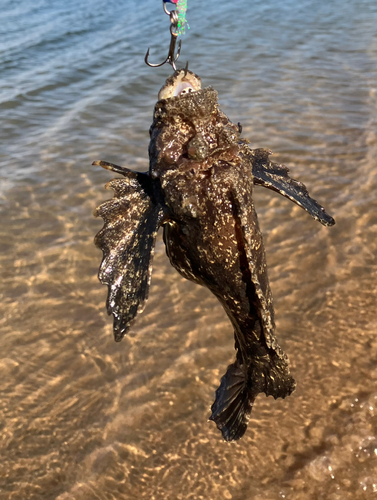 オニオコゼの釣果