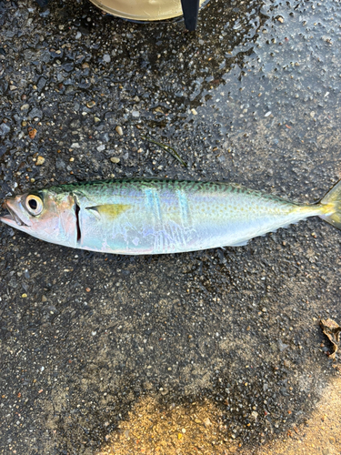 サバの釣果