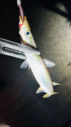 カマスの釣果