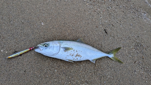 ヤズの釣果