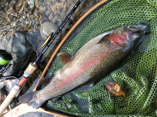 ニジマスの釣果