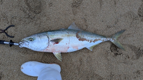 ハマチの釣果