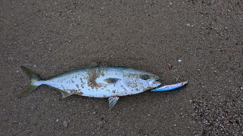 しまなみ海道