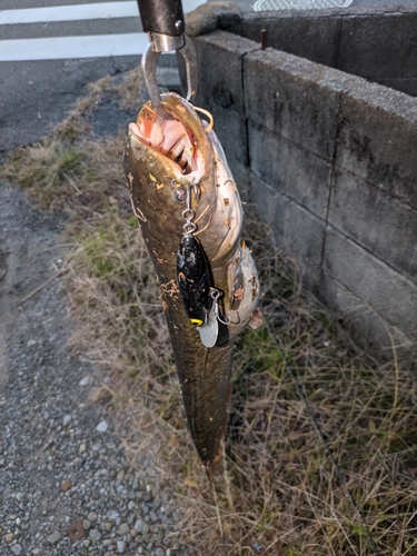 マナマズの釣果