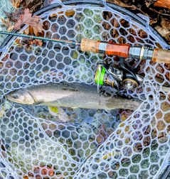 イワナの釣果