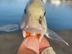 タテシマフエフキの釣果