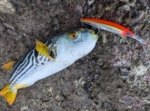 シマフグの釣果