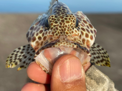 カンモンハタの釣果