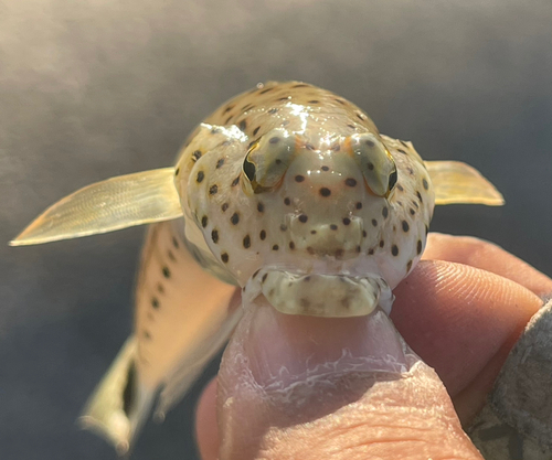 オグロトラギスの釣果