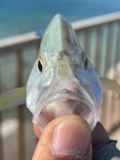 カスミアジの釣果