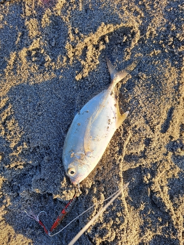 メッキの釣果