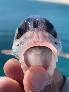 ウケグチイットウダイの釣果