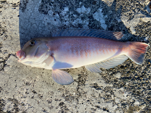 シロアマダイの釣果