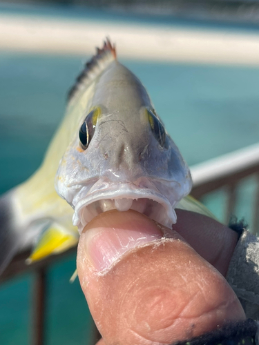 オキフエダイの釣果