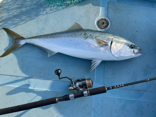 ヤズの釣果