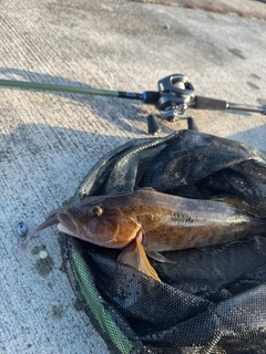 アイナメの釣果