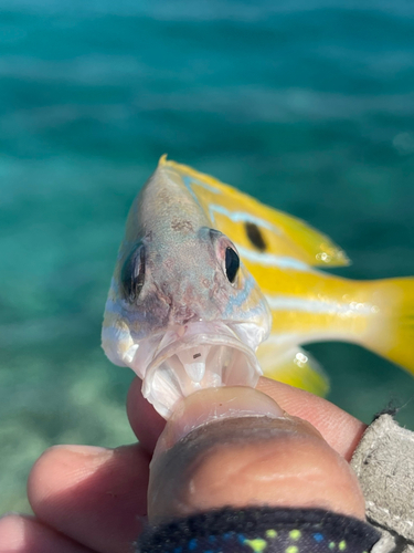 ロクセンフエダイの釣果