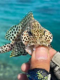 カンモンハタの釣果