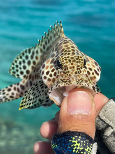 カンモンハタの釣果