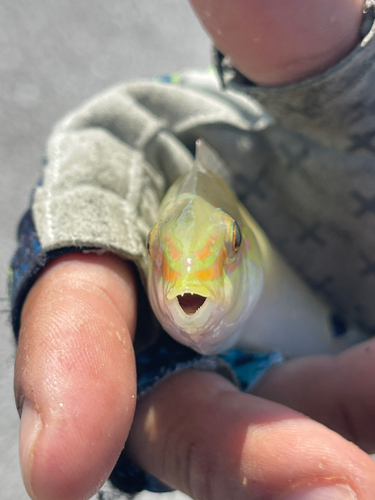 ミツボシキュウセンの釣果