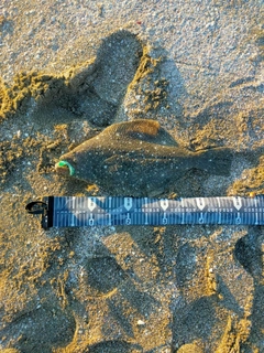 ヒラメの釣果