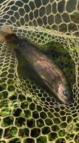 アユの釣果