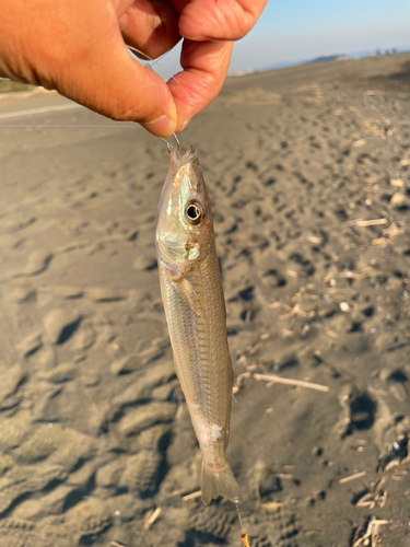 キスの釣果