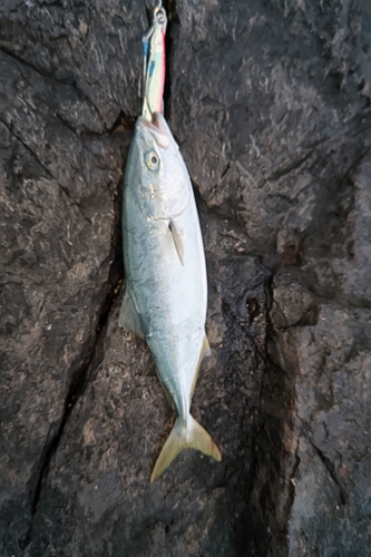 ワカシの釣果