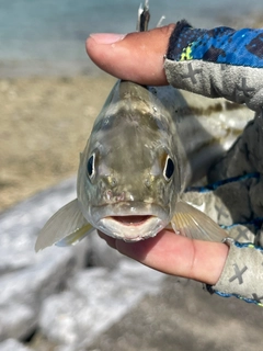 コトヒキの釣果