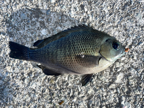 メジナの釣果