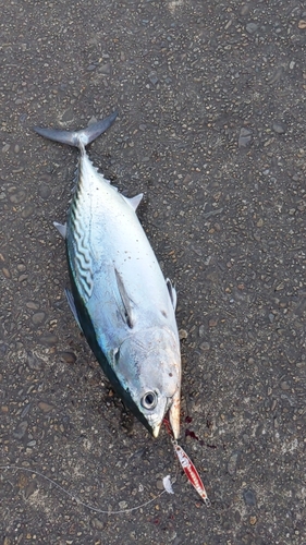 ヒラソウダの釣果