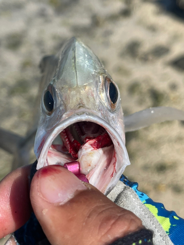 ギンガメアジの釣果