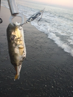 シロサバフグの釣果