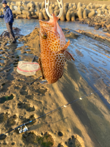 オオモンハタの釣果