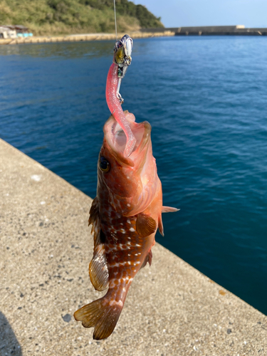 キジハタの釣果