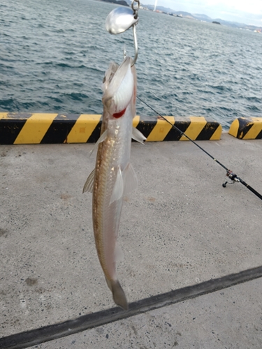 エソの釣果