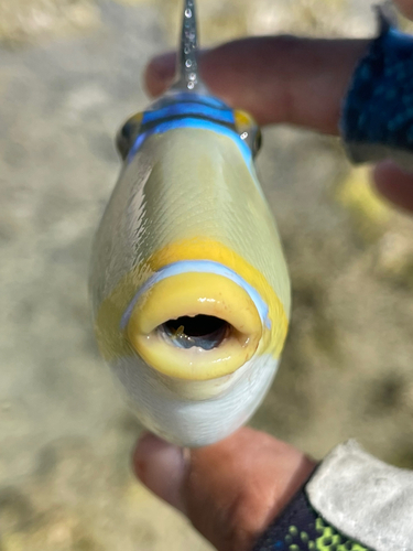 ムラサメモンガラの釣果