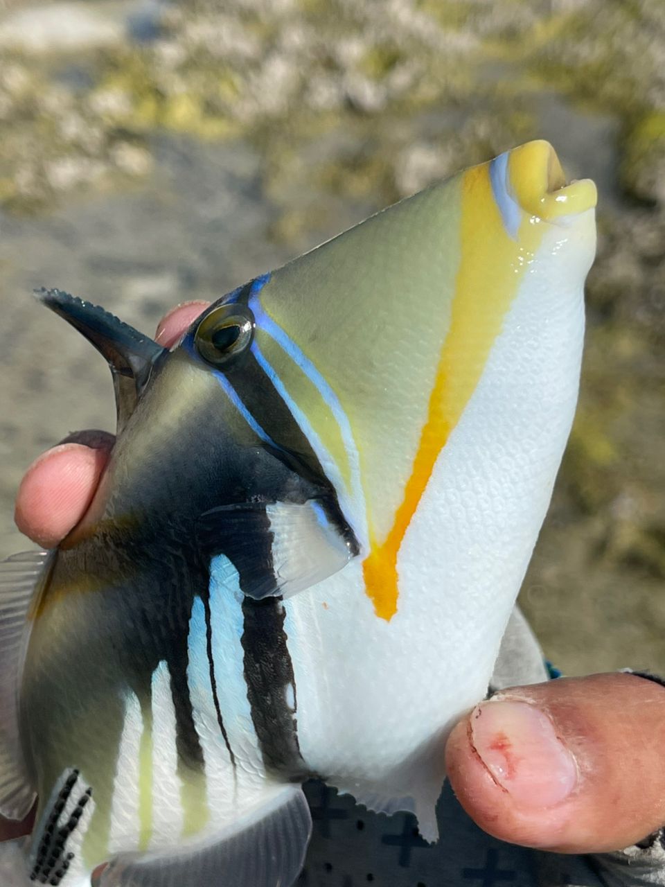 ムラサメモンガラ