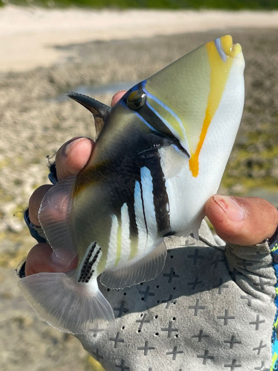 ムラサメモンガラ