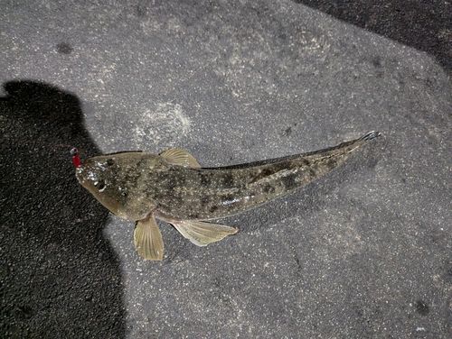 マゴチ