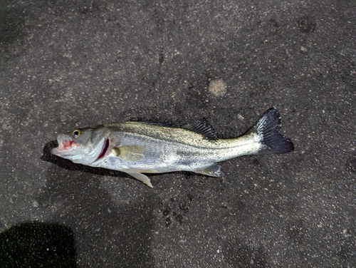 マルスズキの釣果