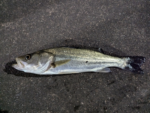 マルスズキの釣果