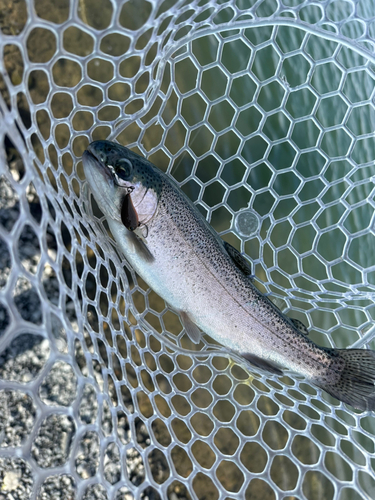 トラウトの釣果