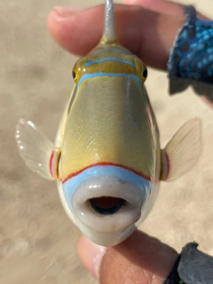 モンガラカワハギの釣果