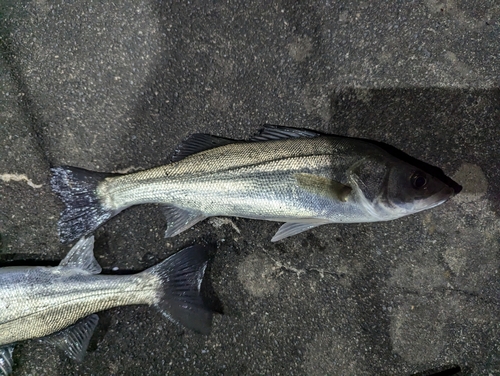 マルスズキの釣果